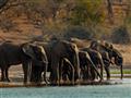 Národný park Chobe je oblasť s najväčšou koncentráciou slonov na svete