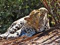 Kruger NP - Tichý zabijak a člen veľkej päťky - leopard. Viete čo loví najčastejšie?