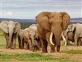 Kruger NP - Afrika má najväčšie slony sveta, oveľa väčšie než tie z Ázie