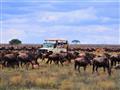 Masai Mara - konečne uprostred divočiny
