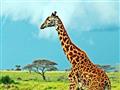 Serengeti - žirafa sieťová masajská je typická pre túto oblasť