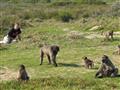 Národný park Mys dobrej nádeje je aj útočiskom divej africkej fauny. Paviány sú tu na ľudí zvyknuté 