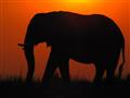 Slony sú najväčšími zvieratami na súši. Dospelé samce denne skonzumujú 150kg potravy a vyprodukujú 1