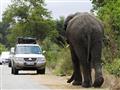 Zvieratá v Krugerovom parku sú na prítomnosť áut zvyknuté a blízke stretnutia sú tu veľmi časté
