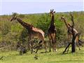 V Krugerovom parku žije niekoľko tisíc žiráf. Vďaka asfaltovým cestám sa stávajú častejšou korisťou 