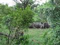V Krugerovom parku je veľký počet nosorožcov. V dnešnej dobe sa už neuvádzajú ich počty ani rozmiest
