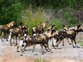 V celej Afrike ostalo už iba približne 8.000 jedincov psa hyenovitého. V Krugeri ich je približne 25