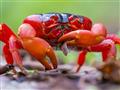 /uploads/usr/10908/zajazdy/australia/7---red-crab.jpg