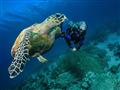 Zazrieť voľne žijúcu korytnačku nie je žiadny problém
foto: BUBO archív