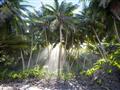 Kokosové palmy garantujú neustály prístup potravy pre kraby
Foto: Chris Bray - BUBO