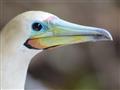 Brown booby je špecifický druh vtáka, žijúceho iba na Vianočnom ostrove
Foto: Chris Bray - BUBO
