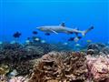 Žraloky, ktoré sa živia výlučne rybami Vám dokreslia obraz podmorského sveta
Foto: Chris Bray - BUBO