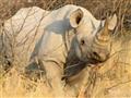V Krugerovom parku žije približne 8000 nosorožcov 