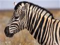 Kruger national park - zebry budeme hľadať pri napájadlách