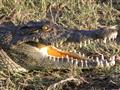Kruger national park - v jazerách a riekach číhajú na svoju korisť krokodíly