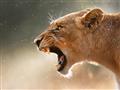 Kruger national park - levy vidíme pri každej návšteve