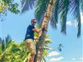 Ako sa škriabe po čerstvé kokosy? foto: Robert Taraba - BUBO
