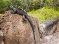 Zvieratá sa prispôsobili okolitým podmienkam, ktoré sú na Galapágoch unikátne. foto: Peter Droba - B