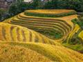 Na jeseň je ryža dospelá a polia vyzerajú ako zo zlata. foto: Samuel Klč - BUBO