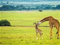 Masai Mara - Žirafy rodia po stojačky a mláďa 