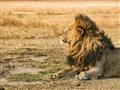 Masai Mara - Ak má leví samec svoju svorku, čaká na levice, keď ho zavolajú k hostine po úspešnom lo