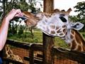 Nakŕmime žirafy, ktoré Vám svojim štyridsaťcentimetrovým jazykom vyvolajú príjemné zimomriavky.