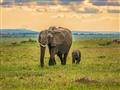 Masai Mara - Slony sú v Afrike väčšie ako v Ázii, sami uvidíte