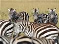 Druhým najpočetnejším druhom sú zebry stepné. Rovnako ako pakone migrujú. Prichádzajú o čosi skôr, s