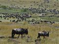 Masai Mara je známa Veľkou migráciou, ktorá okrem množstva turistov priťahuje aj množstvo šeliem. Pr