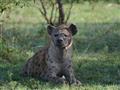 Hyeny škvrnité sú najpočetnejšou veľkou šelmou vo východnej Afrike. Ich sociálna štruktúra, sociálne