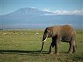 Masai Mara je úžasná, ale safari pod Kilimandžárom je sen. Spravte si svoje 
