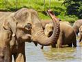 Sloní sirotinec na záver našej cesty ostrovom Srí Lanka