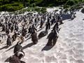 V Simon's Town je od 90-tych rokov udomácnená kolónia tučniakov okuliarnatých. Kedysi sa dostávali a