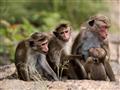 Všadeprítomné priateľské opičky.
foto?: Martin FERENČÍK — BUBO