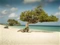 Stromy Divi divi na pláži Eagle na Arube