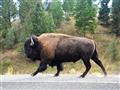 S príchodom novousadlíkov sa počet bizónov znížil zo 60 miliónov na približne 300 kusov