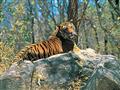 Bengálske tigre - symbol krajiny