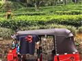 BUBO tuk-tuk na čajovej plantáži. Jedna z najkrajších scénických ciest na svete!! Presne takto defin