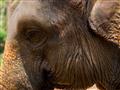 Na chobote slona ázijského sa nachádza približne 60 000 svalov určených na podávanie, dýchanie, komu