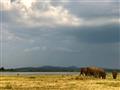 Náš ranger hľadá spolu s nami pávy, varany, jelene, divoké byvoly, krokodíly a slony. 
foto?: Robert