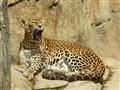 Najväčšia šanca v Ázii vidieť leoparda v prírode.
foto: archív BUBO