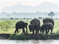 Na Srí Lanke žije slon cejlónsky, jedná sa o najväčší poddruh slona indického. foto: Martin Ferenčík