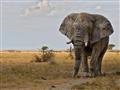 Etosha national park je známy svojimi obrovskými slonmi.