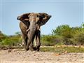 Slonov je tu málo ale zato sú najväčšie, hrochy, byvoly a krokodíly žiadne. foto: Tomáš Hulík - BUBO