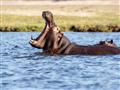 Hroch najnebezpečnejšie zviera Afriky, Botswana