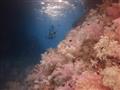 Palau je raj pre potápačov, podmorský svet je tu prekrásny.
foto?: Martin Šimko - BUBO