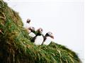 Alky - rozkošný symbol Islandu, ktorý má v slovenčine pomenovanie ako mníšik bielobradý.
foto?: Robe