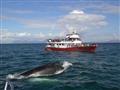 Na pozorovanie veľrýb vyrážame z odborníkmi, ktorým záleží na životnom prostredí. Spoločnosť Elding 