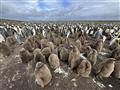 Patagónia, Ohňová zem a Falklandské ostrovy