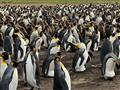 Nazrieme do skutočného raja tučniakov.
Foto: Ľuboš Fellner — BUBO